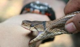 网友爆料被蛇咬了吗视频,紧急救援时刻！