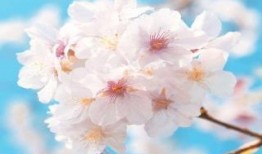 学园的狩猎者在线观看