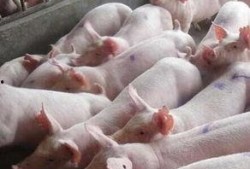 给猪灌泥浆爆料视频,揭秘养殖场惊人内幕