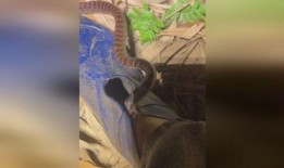 网友爆料被蛇咬了吗视频,紧急救援时刻！