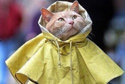 万圣节猫猫斗篷爆料视频,萌宠斗篷背后的故事