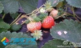 最新爆料草莓,揭秘神秘生成背后的科技秘密