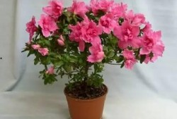 杜鹃花落 最新爆料,揭秘最新爆料背后的惊人真相