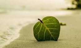 蜜蜂铃兰爆料怎么做视频,揭秘视频制作全攻略