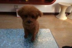 圈内泰迪爆料视频