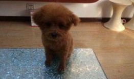 圈内泰迪爆料视频