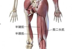 团鬼六绳与肌在线观看,揭秘神秘健身秘籍的在线观看之旅