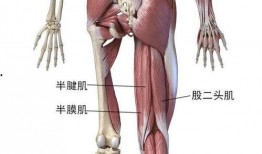 团鬼六绳与肌在线观看,揭秘神秘健身秘籍的在线观看之旅