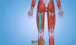 团鬼六绳与肌在线观看,揭秘神秘健身秘籍的在线观看之旅