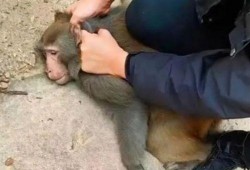 网红吃老汉瓜,传统美食新风尚