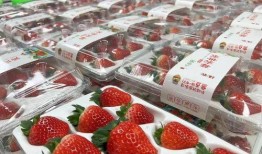 最新爆料草莓,揭秘神秘生成背后的科技秘密