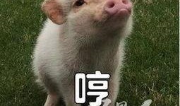 娱乐吃瓜酱猪猪,揭秘娱乐圈那些不为人知的幕后故事