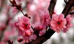 一枝莲爆料雪茄视频大全,雪茄视频大全大放送