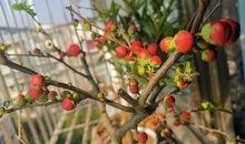 一枝莲爆料雪茄视频大全,雪茄视频大全大放送