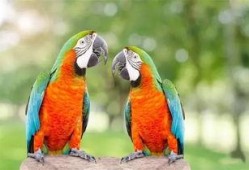 搞笑鹦鹉爆料视频大全下载,笑料横生，欢乐无限