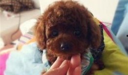 圈内泰迪爆料视频