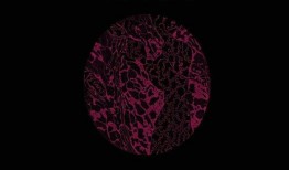 sully 在线观看,Sully空中奇迹真实还原