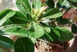 一枝莲爆料雪茄视频大全,雪茄视频大全大放送